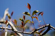 Khat grows on a tree at a plantation in Maua, near Meru, eastern Kenya