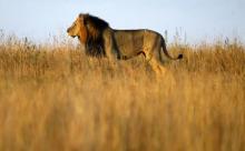A lion is seen early morning at Nairobi's National Park March 11, 2013. REUTERS/Marko Djurica