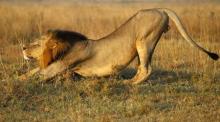 A lion stretches early morning at Nairobi's National Park March 11, 2013. The park is located just 7 km (4 miles) from the Kenya's capital city center. PHOTO BY REUTERS/Marko Djurica
