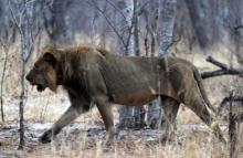 A lion wears a tracking collar as it walks inside Zimbabwe's Hwange National Park in Hwange, October 15, 2015. PHOTO BY REUTERS/Philimon Bulawayo