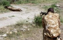 A Kenya Wildlife Services (KWS) ranger shoots to kill a stray male lion in the Isinya area of Kajiado county after it attacked and injured a local resident on outskirts of the capital Nairobi, Kenya, March 30, 2016. PHOTO BY REUTERS/Stringer