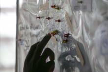 Health teams scour Sierra Leone capital in Ebola drive