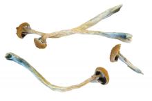 Psilocybin or "magic mushrooms" are seen in an undated photo provided by the U.S. Drug Enforcement Agency (DEA) in Washington, U.S., May 7, 2019. PHOTO BY REUTERS/DEA