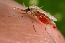 An Anopheles stephensi mosquito obtains a blood meal from a human host through its pointed proboscis in this undated handout photo, November 23, 2015. PHOTO BY REUTERS/Jim Gathany