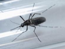 An Aedes aegypti mosquito is seen inside a test tube as part of a research on preventing the spread of the Zika virus and other mosquito-borne diseases at a control and prevention center in Guadalupe, neighbouring Monterrey, Mexico, March 8, 2016. PHOTO BY REUTERS/Daniel Becerril