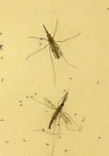 This 2010 Centers for Disease Control and Prevention (CDC) photo shows two "Anopheles gambiae" mosquitoes, the principal vector of malaria in Africa, as the female (top) is in the process of egg-laying atop a sheet of egg paper pictured with the male (bottom). PHOTO BY REUTERS/Mary F Adams