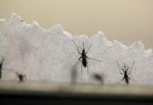 Aedes aegypti mosquitoes are seen at the Laboratory of Entomology and Ecology of the Dengue Branch of the U.S. Centers for Disease Control and Prevention in San Juan, March 6, 2016. PHOTO BY REUTERS/Alvin Baez