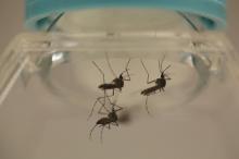 Aedes aegypti mosquitoes are seen at the Laboratory of Entomology and Ecology of the Dengue Branch of the U.S. Centers for Disease Control and Prevention in San Juan, March 6, 2016. Picture taken March 6, 2016. PHOTO BY REUTERS/Alvin Baez