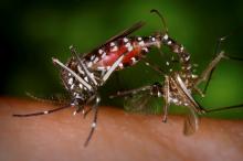A pair of Aedes albopictus mosquitoes are in a mating ritual while the female feeds on a blood meal in a 2003 image from the Centers for Disease Control (CDC). PHOTO BY REUTERS