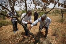 A Palestinian farmer shows the damage to his land, he said was caused by Israeli settlers' attack, to Iyad Hadad (L), a field researcher from B'Tselem, one of Israel's leading human rights groups, in the West Bank village of Turmus Aya near Ramallah, June 8, 2015. PHOTO BY REUTERS/Mohamad Torokman