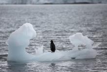 A penguin stands on an iceberg in Yankee Harbour, Antarctica, February 18, 2018. PHOTO BY REUTERS/Alexandre Meneghini