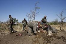 A ranger (R) looks on after performing a post mortem on the carcass of a rhino after it was killed for its horn by poachers , as the others investigate the crime scene at the Kruger national park in Mpumalanga province, August 27, 2014. PHOTO BY REUTERS/Siphiwe Sibeko