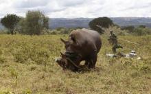 A Kenya Wildlife Service (KWS) warden attempts to recover a tranquillised male white rhinoceros after it broke free from its cage during a translocation operation at the Lake Nakuru National park in Kenya's Rift Valley, 160 km (99 miles) west of the capital Nairobi, November 8, 2013. PHOTO BY REUTERS/Thomas Mukoya