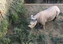 One of the six black rhinos due to be relocated to Chad is seen in an enclosure at Addo Elephant National Park, near Addo, South Africa, May 2, 2018. PHOTO BY REUTERS/Sisipho Skweyiya