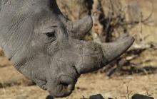 A white rhinoceros moves across grassland at the Imire Rhino and Wildlife Conservation Park near Marondera, east of the capital Harare, September 22, 2014. PHOTO BY REUTERS/Philimon Bulawayo