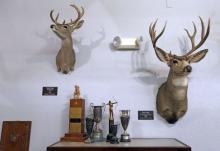 Shoulder mounts of a Coues Deer and a Mule Deer hang above historical archery tournament trophies at North American bow-hunting club Pope & Young's museum in Chatfield, Minnesota, July 31, 2015. PHOTO BY REUTERS/Eric Miller