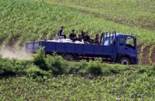 North Koreans take a truck through a path amongst the fields, along the Yalu River, in Sakchu county, North Phyongan Province, North Korea, June 20, 2015. PHOTO BY REUTERS/Jacky Chen