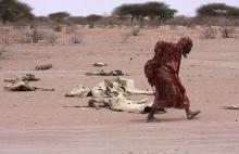 A woman walks past carcasses of cattle in the drought-stricken Eladow area in Wajir, northeastern Kenya, August 4, 2011. The drought, the worst in decades, has affected about 12 million people across the Horn of Africa. PHOTO BY REUTERS/Stringer