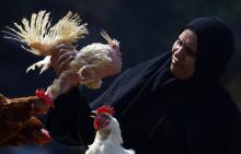A woman examines a live chicken before buying it on the outskirts of Cairo, December 4, 2014. PHOTO BY REUTERS/Amr Abdallah Dalsh